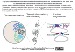 CRISPR/Cas9によるCTCF結合サイトの編集から見えてきたこと