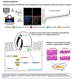The essential host genome for Cryptosporidium