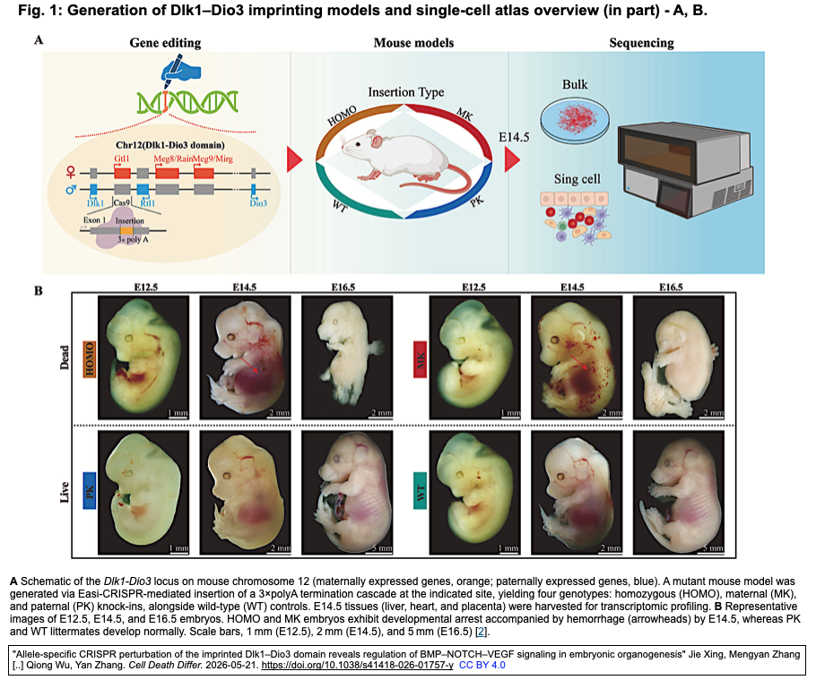 2011 New 血統系譜大全集 対立遺伝子に特異的なCRISPR-Cas9 GEでインプリントされたDlk1–Dio3