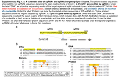 CRISPR-E test