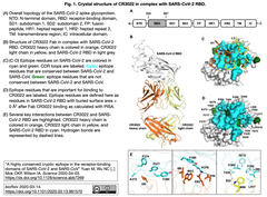 新型コロナウイルス: SARS-CoV中和抗体との結合から見えてきたSARS-CoV-2エピトープは標的足り得るか