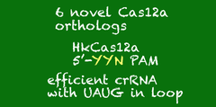 CRISPR-Cas12aの拡張続く