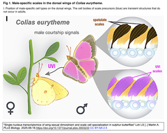 キチョウ (sulphur butterflies) の翅に見られる性的二形と鱗粉細胞の性特異化の単一核トランスクリプトミクス