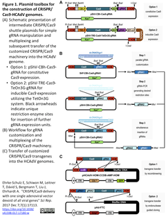 CIRSPRメモ_2017/12/12~13（個人ゲノム変異とオン/オフターゲット；ベンチャー、遺伝子治療へ；HCAdVによる送達；抗-Casタンパク質）
