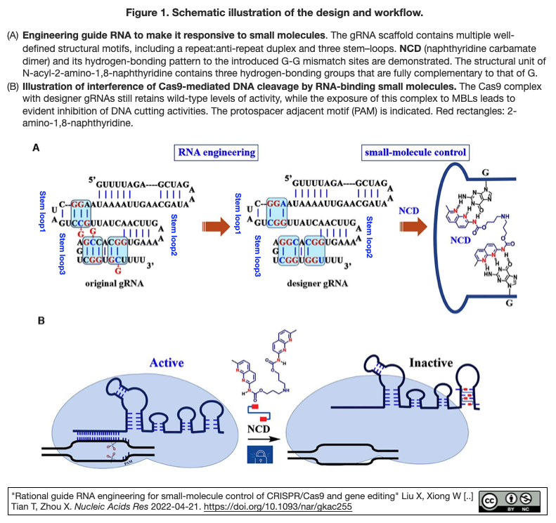 ガイド Rna – Grna 設計ツール _ ゲノム編集の原理と手引き~CRISPR/Cas9とは? – TOKTVT