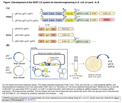CRISPR-associated transposon Fig. 1