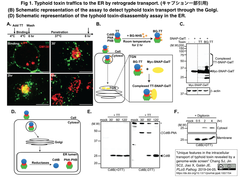 Typhoid toxin