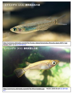 魚類の新たな単性繁殖戦略がミナミメダカ (Oryzias latipes) で実証されました