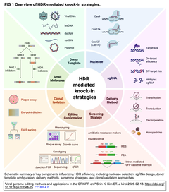 [レビュー] CRISPR時代のウイルスゲノムの編集法と応用 (参考文献 165件を含む22頁)