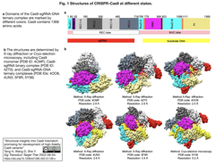 High-fidelity Cas9