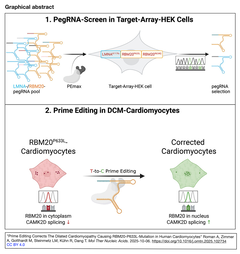 有糸分裂後細胞である心筋細胞において, プライム編集による拡張型心筋症の病因変異の機能的修正を実現