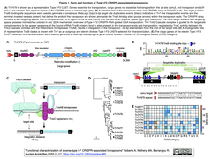 多様なタイプI-F CRISPR関連トランスポゾンの機能解析
