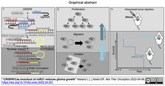 [20220625更新] CRISPR/Cas12aによるmiR21のノックアウトが神経膠腫の成長を抑制す