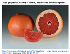 CRISPR~Cas9を介して、苦手な人にも好まれるグレープフルーツを！