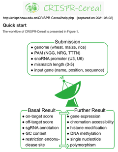 CRISPR-Cereal: コムギ, トウモロコシ, およびイネのレギュロームとゲノム変異を統合したgRNA設計ツール