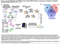 [20260617更新] CRISPR KOとCRISPRaスクリーニングにより、未分化甲状腺癌におけるBRAF阻害剤耐性のメカニズムが解明される