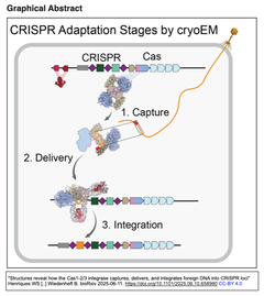 タイプI-F CRISPR-Casシステムの適応 (adaptation) ステージにおいてCas1-2/3インテグラーゼが果たす役割とその構造基盤