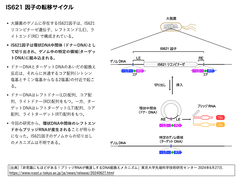 IS621 因子の転移サイクル