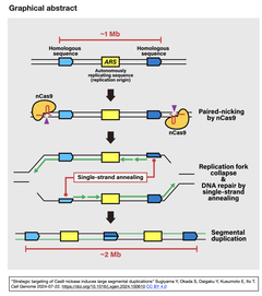 [20260531更新] Cas9ニッカーゼの戦略的ターゲティングによって大規模なゲノム重複を誘導する