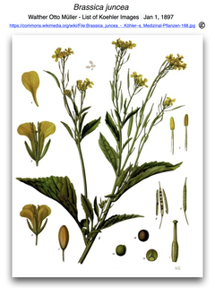 CRISPR-Cas遺伝子編集により、低辛味と病害虫耐性を両立させたマスタードを開発