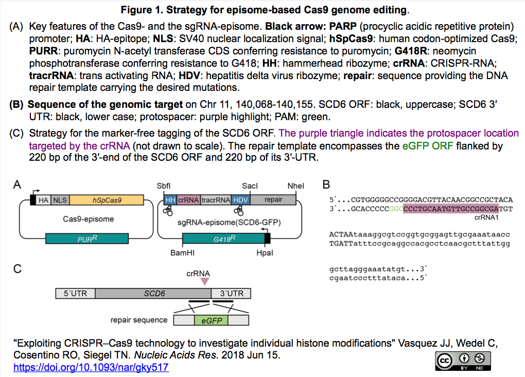 crisp_bio
CRISPRメモ_2018/06/20 (診断技術, 原虫, ファージ, ゼブラフィッシュ, 酵母, 炭素固定など8件)
コメント