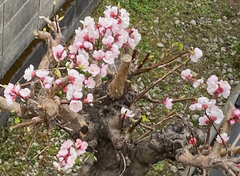 スクリーンショット 2025-03-24 11.32.47