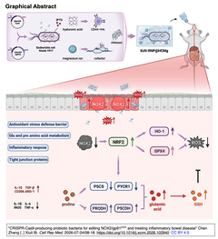 Cas9-sgRNA RNPを産生・分泌するように改変したプロバイオティクスを経口投与することで炎症性腸疾患（IBD）を治療する