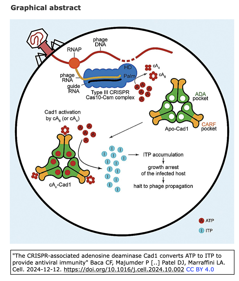 20241214更新] CRISPRに関連するアデノシンデアミナーゼCad1がATPをITPに変換し, 原核生物に抗ウイルス免疫を提供する :  crisp_bio