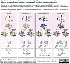 Cas9が誘導するDSBからの複数の修復過程間の競合を観察可能にするレポーターの開発と利用
