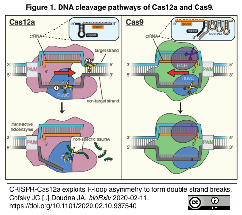 Crispr Cas12aが単一のruvcヌクレアーゼドメインによりdnaの二本のストランドを順次切断する機構 Crisp Bio