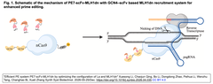 %22Efficient PE system PE7-scFv-MLH1dn Fig. 1