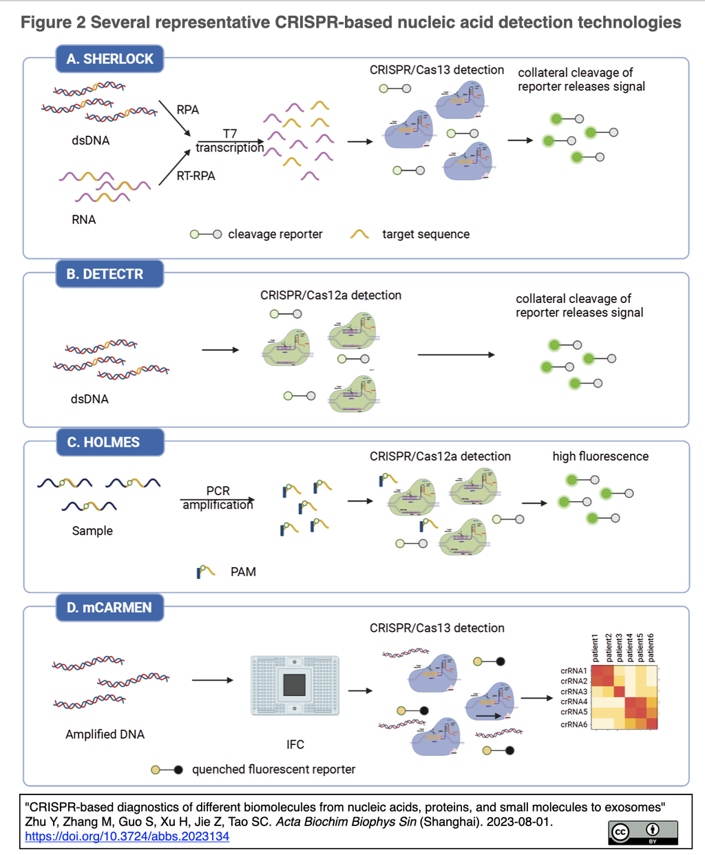 CRISPR Dx (CRISPRをベースとする検出・診断法) 解説図表集 : crisp_bio