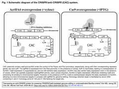 抗CRISPRタンパク質を利用してCRISPR/Cas9システムを制御する - 枯草菌の場合
