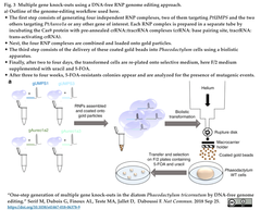 CRISPRメモ_2018/09/27 (3件)