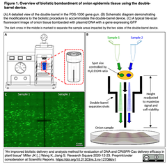 遺伝子銃による植物組織への形質転換の一貫性向上