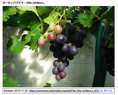 [20260520更新] ブドウのDMR6.1 遺伝子は生物的ストレス (べと病) に対する耐性だけでなく非生物的ストレス (旱魃) に対する耐性にも関与している