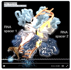 [20250304更新] TIGR-Tas: RNAにガイドされて標的DNAに結合する極めてコンパクトなエフェクター - 新たなゲノム編集ツールへ