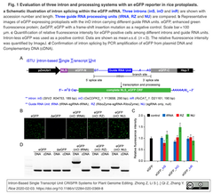 CRISPR3.0