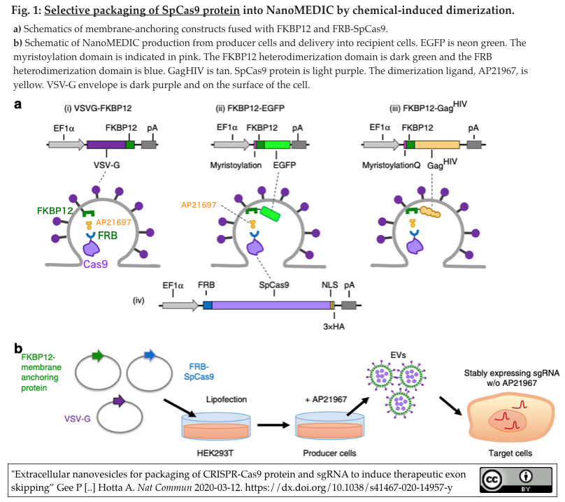 crisp_bio
NanoMEDIC: Cas9とsgRNAをナノサイズのウイルス様粒子によりデリバリし効率的ゲノム編集を実現
コメント