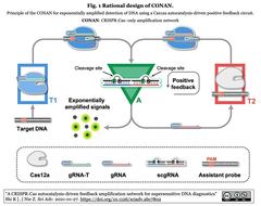 CRISPR-Cas12aをベースとする自己触媒型ポジティブフィードバック回路を介して超高感度ゲノム診断を実現