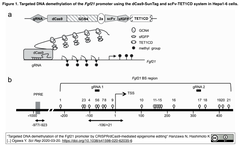 CRISPRメモ_2020/03/28 (7件)
