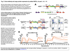 B lymphocyte protein factories
