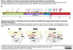 オミクロン株はデルタ株と比べて，免疫回避能が高く，病原性は低い - 気道オルガノイド，シュードウイルス，構造解析などをベースにして