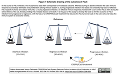 CRISPR/SaCas9をAAVで送達することで，ネコ白血病ウイルス(FeLV)の産生をin vitroで抑制