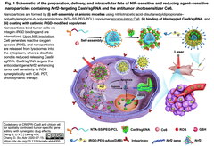 Cas9-sgRNA RNPとクロリンe6を同一ナノ粒子でデリバリすることで、モデルマウスで効果的な腫瘍抑制を実現