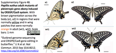 Papilio xuthus