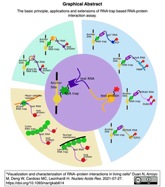 生細胞内でのRNA-タンパク質相互作用の可視化と特性評価