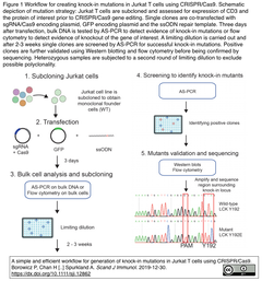 Jurkat T cells