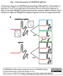 CRISPR-Cas9の活性の時空間制御を、sgRNAの分解を光で誘導することで実現