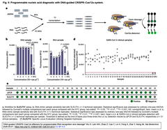 DNA-guided CRISPR–Cas12a 5